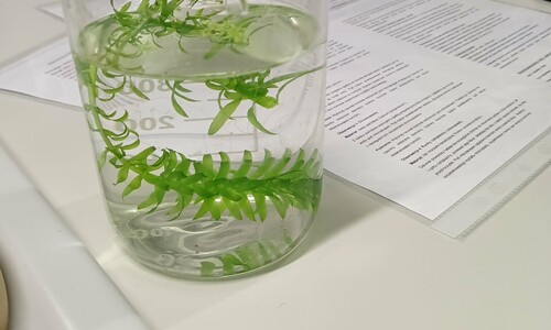 Warsztaty naukowe uczni&oacute;w X Liceum