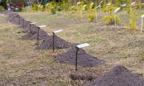 W Alei Mocy przy Domu Pomocy Społecznej przy ulicy świerkowej 9 w Białymstoku został posadzony Świerk Wydziału Chemii Uniwersytetu w Białymstoku.