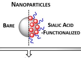 Publikacja w czasopiśmie International Journal of Molecular Sciences