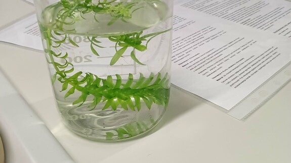 Warsztaty naukowe uczni&oacute;w X Liceum