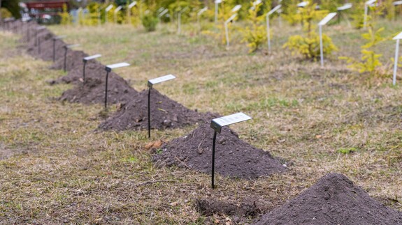 W Alei Mocy przy Domu Pomocy Społecznej przy ulicy świerkowej 9 w Białymstoku został posadzony Świerk Wydziału Chemii Uniwersytetu w Białymstoku.