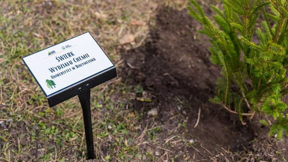 W Alei Mocy przy Domu Pomocy Społecznej przy ulicy świerkowej 9 w Białymstoku został posadzony Świerk Wydziału Chemii Uniwersytetu w Białymstoku.