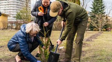 Świerk Wydziału Chemii Uniwersytetu w Białymstoku pojawił się w Alei Mocy przy Domu Pomocy Społecznej w Białymstoku